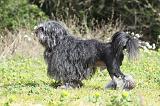 PETIT CHIEN LION 241